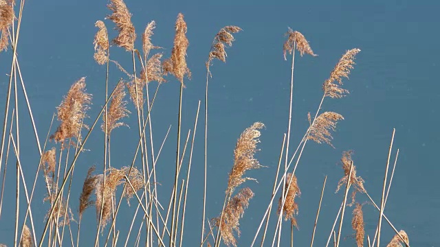 湖芦苇自然4k视频素材