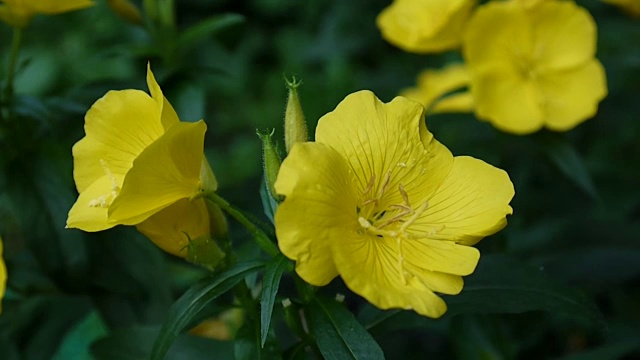 黄色的酒花在花园里视频素材