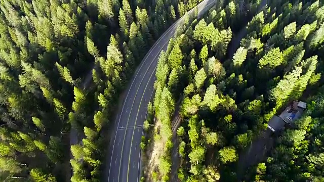 弯弯曲曲的公路穿过高大茂密的松树林视频素材