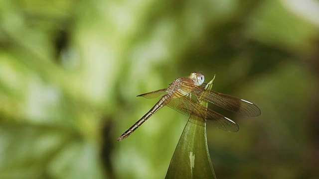 蜻蜓视频素材