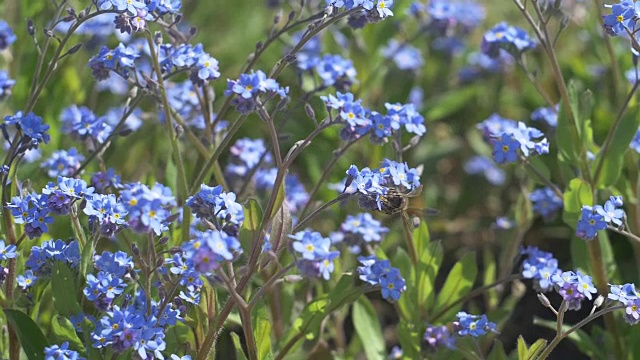 蜜蜂在森林里给勿忘我授粉视频素材