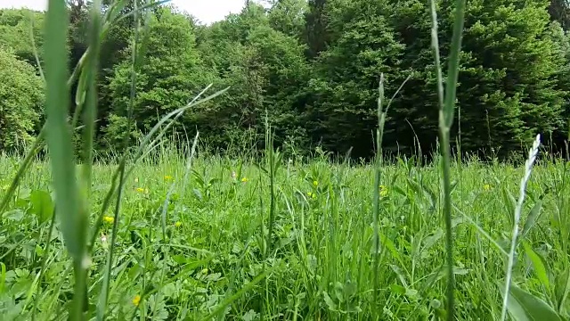 慢镜头儿童徒步在草地和森林与运动徒步鞋。双胞胎女孩穿着山靴走在森林小径上。视频素材