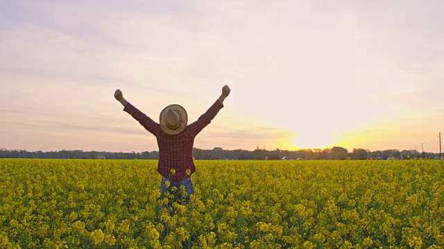 夕阳西下，一名精力充沛的农民张开双臂，在宁静、田园诗般的田园油菜籽田里劳作视频素材