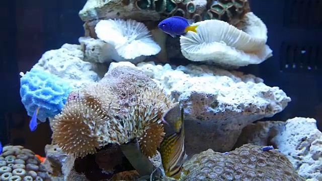 水族馆;热带鱼缸视频下载