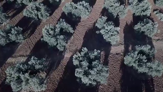 西班牙哈恩附近的橄榄树空中视野视频素材