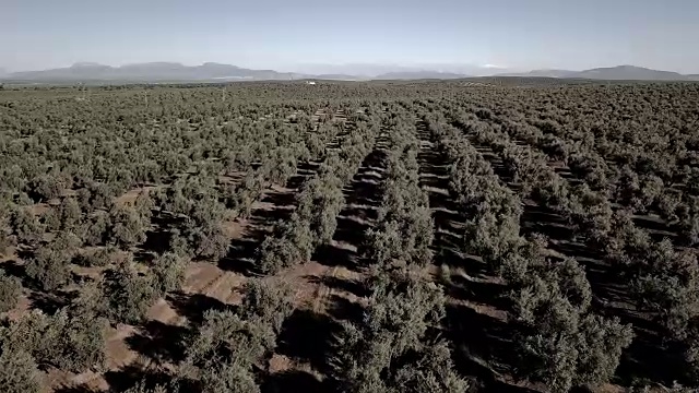 西班牙哈恩附近的橄榄树空中视野视频素材