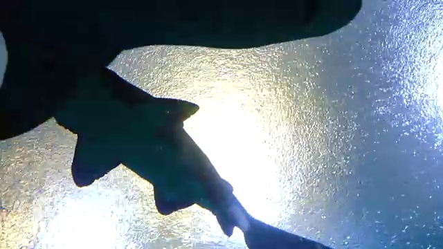 大鲨鱼在海洋水族馆游泳视频素材