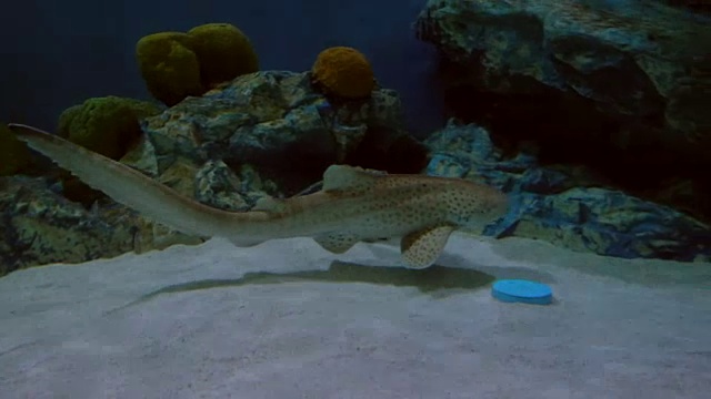 大鲨鱼在海洋水族馆游泳视频素材