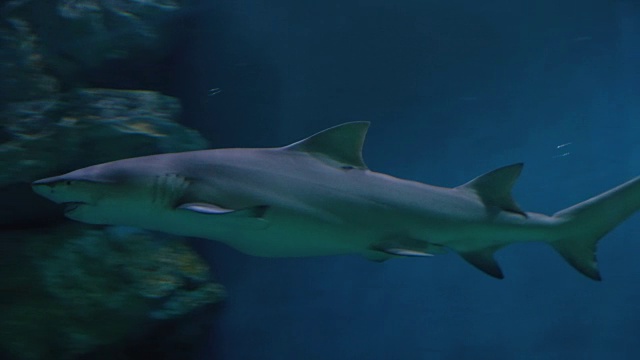 大鲨鱼在海洋水族馆游泳视频素材