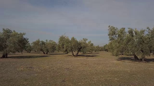 橄榄树种植园。镜头在西班牙哈恩的橄榄树间缓慢移动视频素材