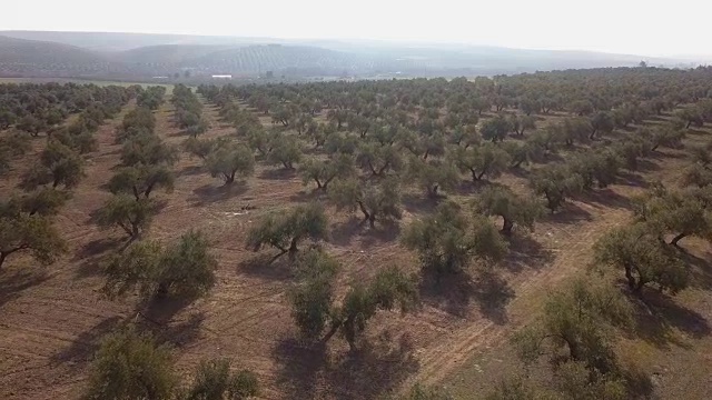 西班牙哈恩附近的橄榄树空中视野视频素材