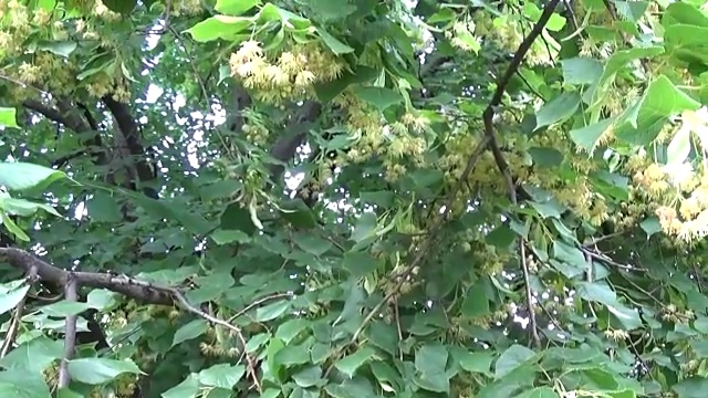 菩提树的叶子和花随风吹近。椴树属视频素材