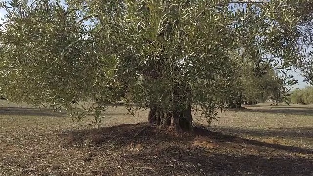 橄榄树种植园。镜头在西班牙哈恩的橄榄树间缓慢移动视频素材