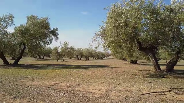 橄榄树种植园。镜头在西班牙哈恩的橄榄树间缓慢移动视频素材