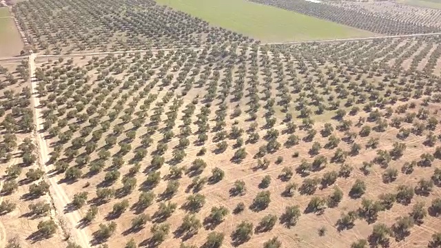 西班牙哈恩附近的橄榄树空中视野视频素材