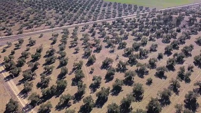 西班牙哈恩附近的橄榄树空中视野视频素材