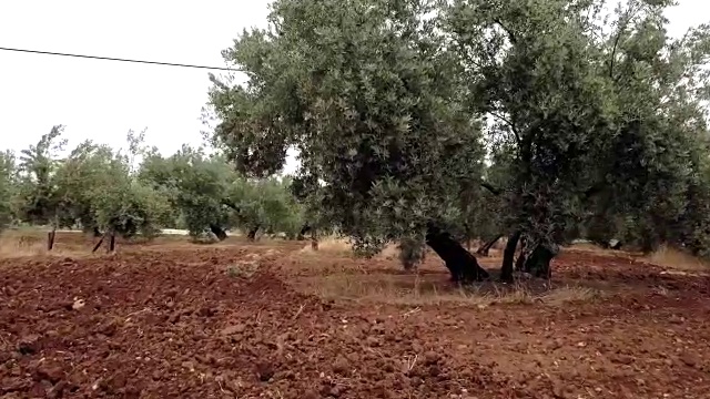 橄榄树种植园。镜头在西班牙哈恩的橄榄树间缓慢移动视频素材