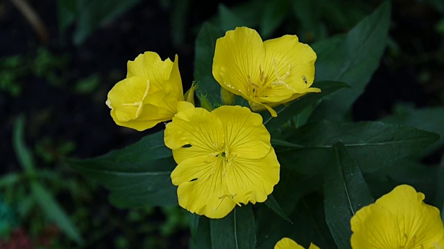 黄色的酒花在花园里视频素材