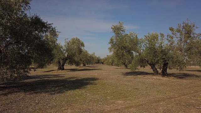 橄榄树种植园。镜头在西班牙哈恩的橄榄树间缓慢移动视频素材