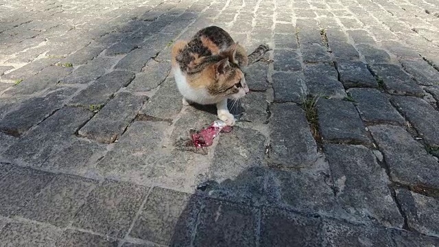 一只流浪猫在吃东西。流浪猫在街上吃鱼求生视频素材