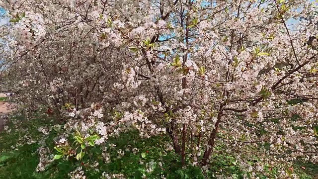 春天白色的樱花树。摄像机移动了近景。视频素材