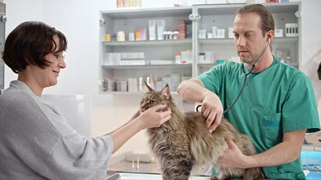 男兽医听着猫的心脏和肺，它的主人让它平静地躺在检查台上视频素材