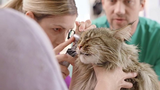 女兽医检查一只恼怒的猫的耳朵视频素材