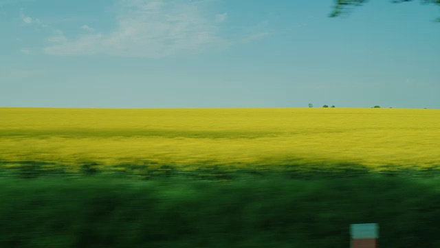 沿着开着花的黄油菜田走——生物燃料的原料。车窗外的景色视频素材