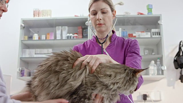 女兽医听着猫的心和主人的宠物它视频素材