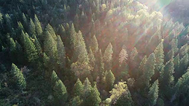 太阳耀斑从高处俯瞰加利福尼亚北部内华达山脉茂密的森林无人机视图视频素材