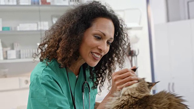 女兽医在检查后抚摸着检查台上的猫视频素材