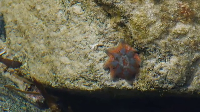 海星视频素材