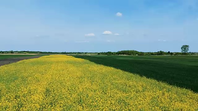 飞过油菜花盛开的田野视频素材