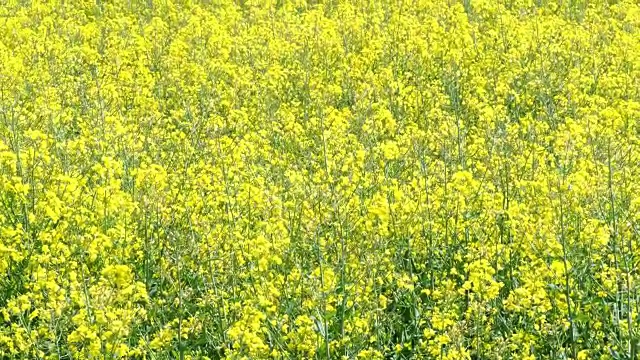 油菜田(甘蓝型油菜)。植物用于植物油、绿色能源和生物柴油。视频素材