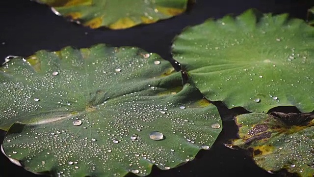 荷叶上的水珠视频素材