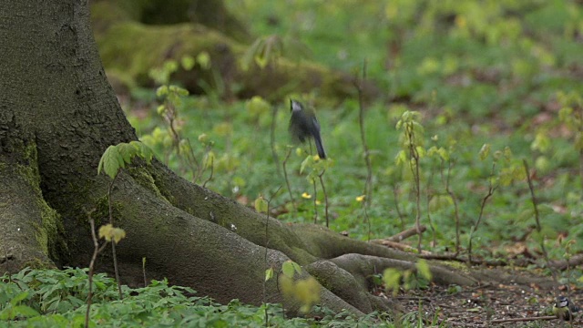 大山雀(Parus major)从森林地面起飞视频素材