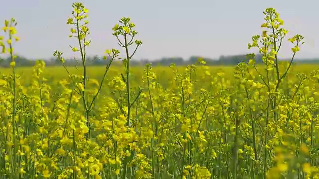 油菜籽田间的黄花视频素材