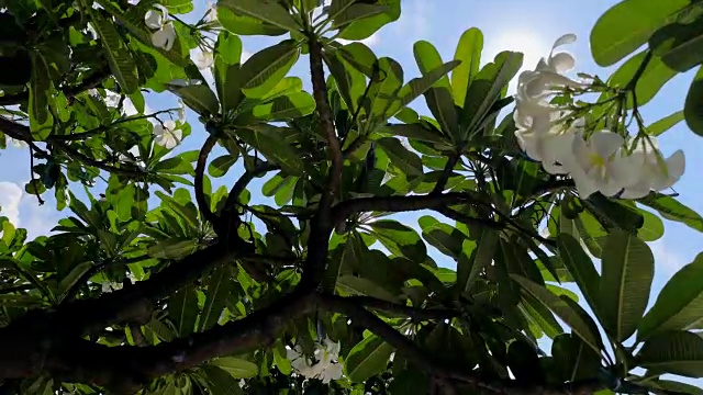 泰国春武里西昌岛海滩旁的鸡蛋花。视频素材