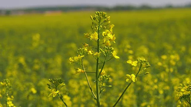 近距离观察盛开在油菜籽或油菜籽地里的黄色花朵视频素材