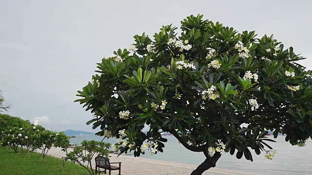 泰国春武里西昌岛海滩旁的鸡蛋花。视频素材