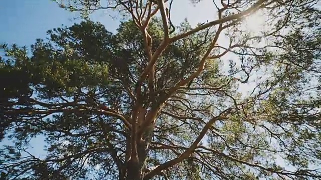 阳光透过树枝和树叶照射下来视频素材