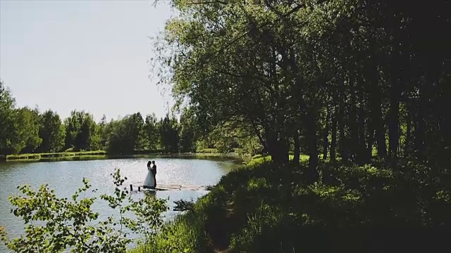 树在阳光明媚的日子长在湖边视频素材