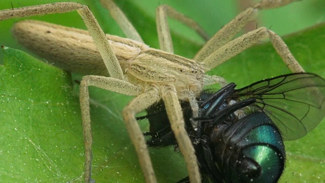蜘蛛狼吃了一只绿苍蝇。视频素材