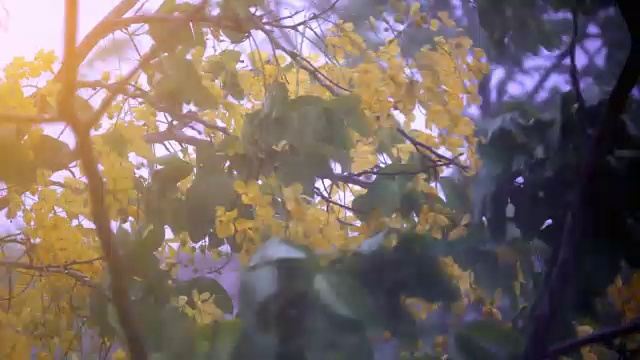 风吹风暴吹树运动上大雨在黑暗的背景视频素材