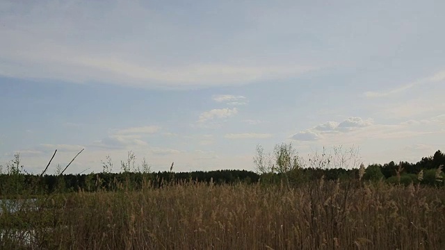 田野里的树木映衬着蓝天视频素材