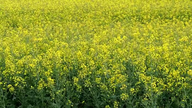 油菜田(甘蓝型油菜)。植物用于植物油、绿色能源和生物柴油。视频素材