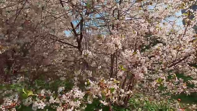 春天白色的樱花树。摄像机移动了近景。视频素材