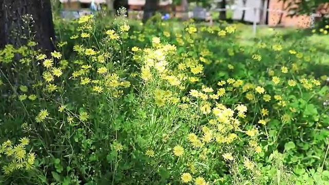 田野里的野花视频素材