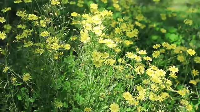 田野里的野花视频下载