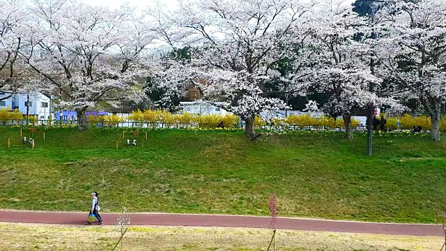 在日本东京仙台市樱花花路散步的情侣视频素材